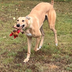 Greyhound Trust Shropshire & Borders Eli
