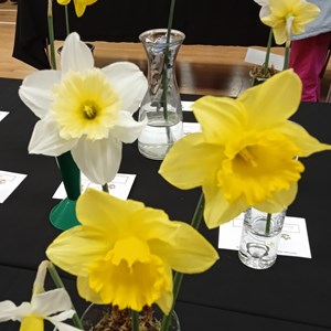 Mannings Heath & District Horticultural Society Photo Gallery