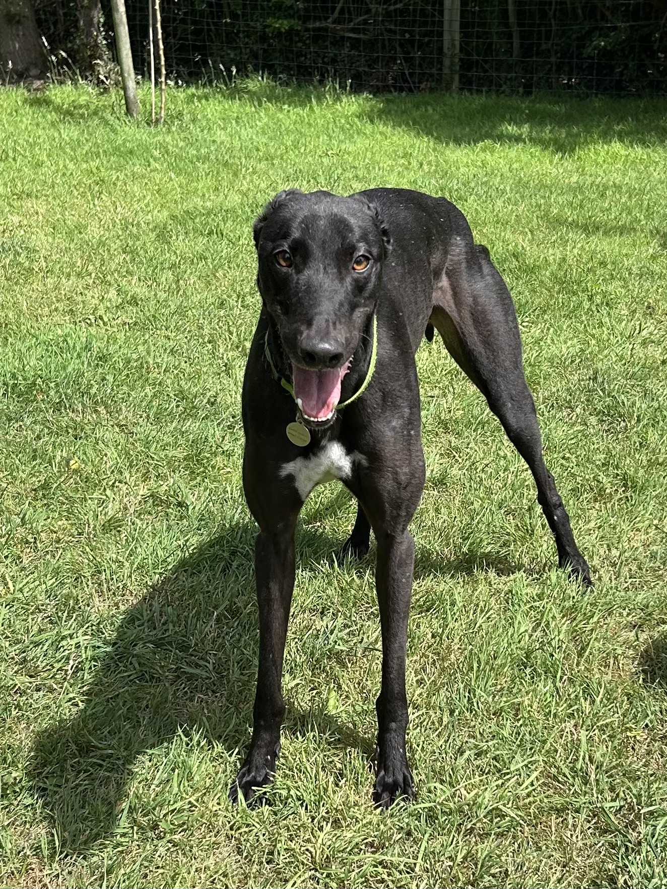 Greyhound Trust Shropshire & Borders Jimbo