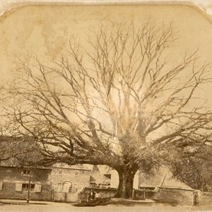 The Old Elm, Stocks Hill. Note many of the farm cottages behind since demolished