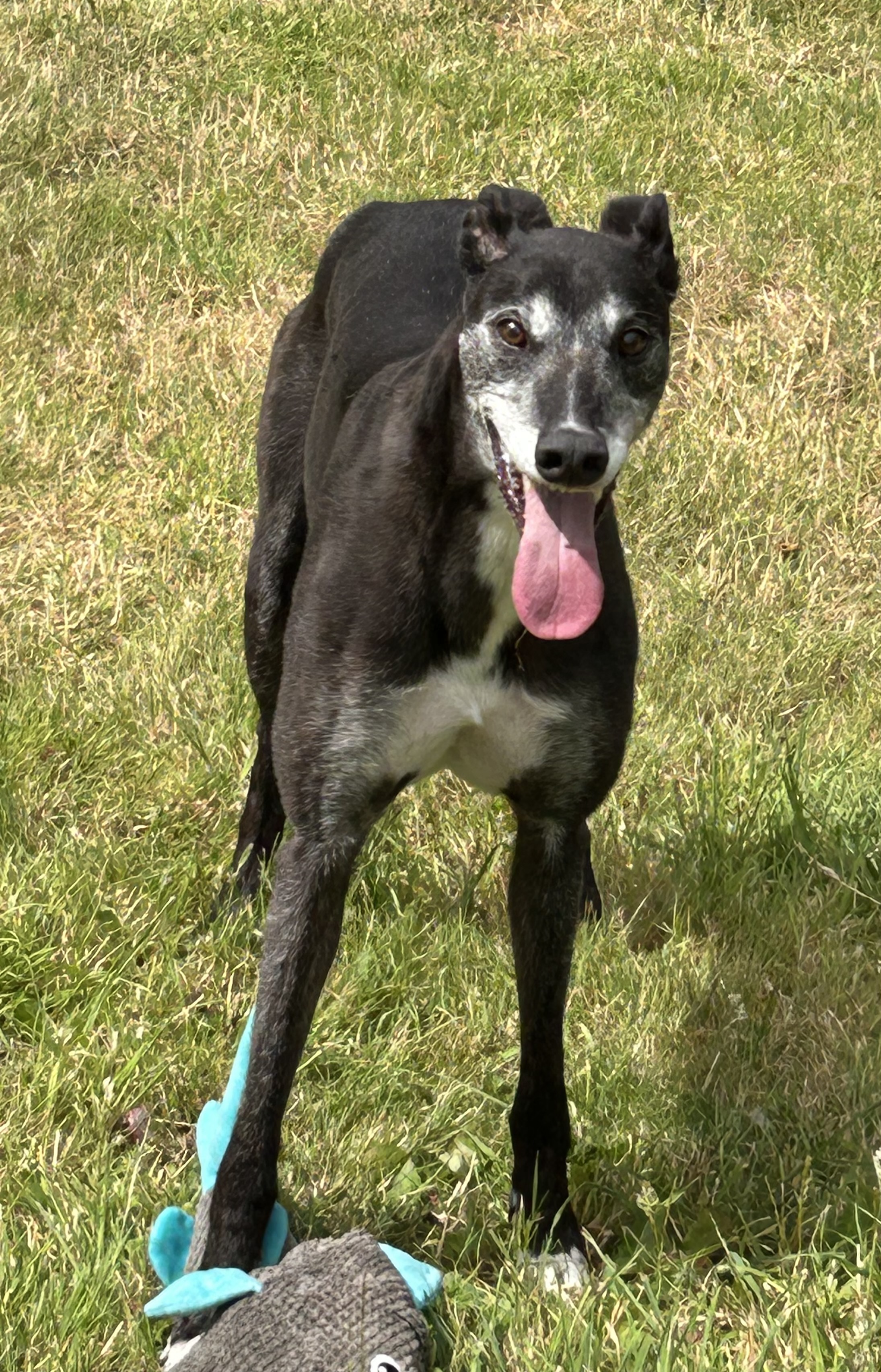 Greyhound Trust Shropshire & Borders Buddy  - in foster
