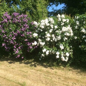 Moston Parish Council Moston in Bloom