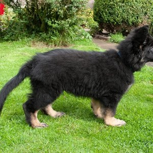 Winner AV Baby Puppy - Pickle