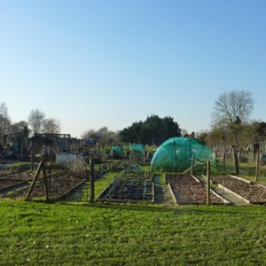 View across some of the allotments