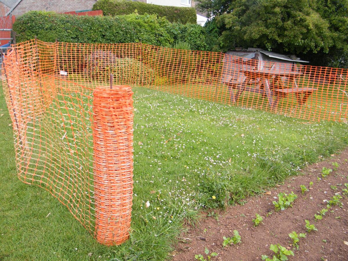 What this for?  Clover for the BEES