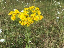 Sustainable Bourne Valley Lush Meadow