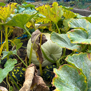 Aston Clinton Parish Council Allotments