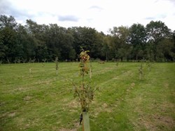 Kingsclere Parish Council Community Orchard