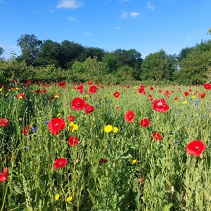 BMAT Walk Meadow