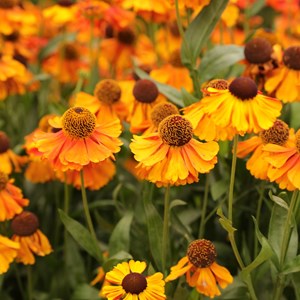 Helenium 'Sahin's Early Flowerer' AGM