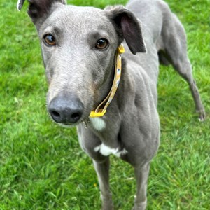 Holly - visit her page for more information.