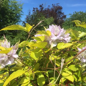 BETHERSDEN GARDENER'S SOCIETY Photo Gallery