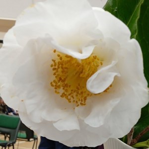 Mannings Heath & District Horticultural Society Photo Gallery