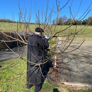 Apple Tree Pruning February 20222