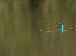Kingfisher at Ponds