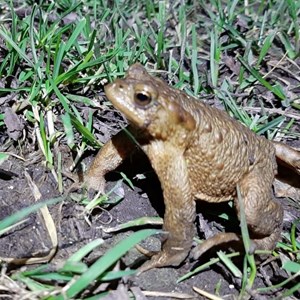Sustainable Bourne Valley Toad Yearly News