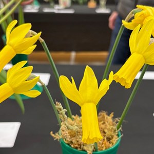 Mannings Heath & District Horticultural Society Photo Gallery