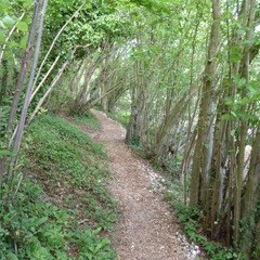 View along the Multi-user path