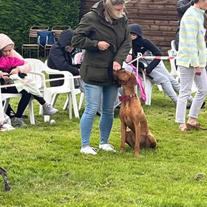 Whixall Social Centre Whixall Companion Dog Show 2024