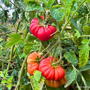 Aston Clinton Parish Council Allotments