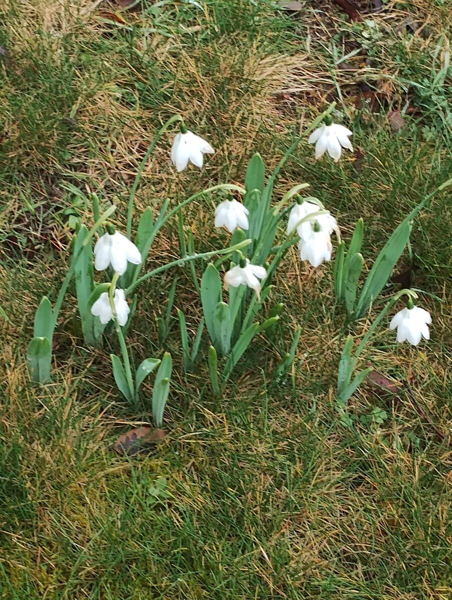 Snowdrops at Spring Platt