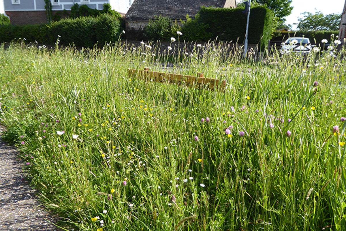 Wildflower Conservation Project, St. Nicholas Churchyard, Lavant