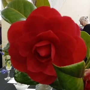 Mannings Heath & District Horticultural Society Photo Gallery