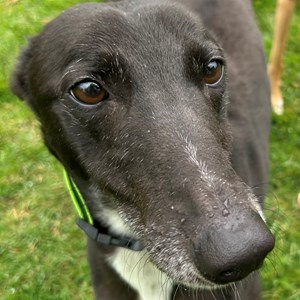 Bentley - visit his page for more information.