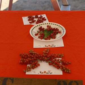 HBT Horticultural Society Photographs 2026