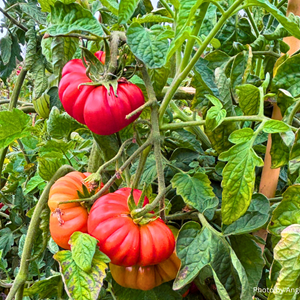 Aston Clinton Parish Council Allotments