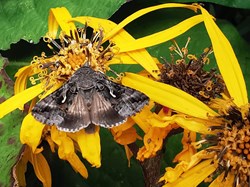 MINTING, GAUTBY & DISTRICT HERITAGE SOCIETY Local Fauna and Flora