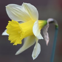 Narcissus lobularis