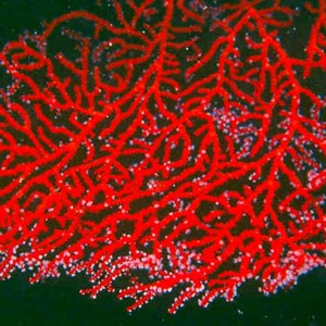 02. Gorgonian at night