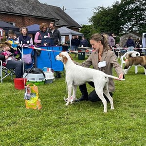 Whixall Social Centre Whixall Companion Dog Show 2024