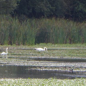 Knepp - Swans on lake