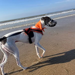 Greyhound Trust Shropshire & Borders Sky