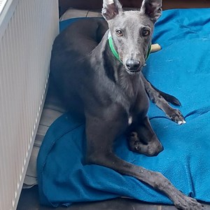 Saviour - with South West Wales, more info on his page..