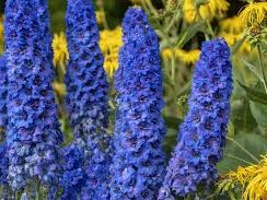 Droxford Village Community Summer Show 2025