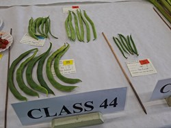 Bucklebury and Marlston Horticultural Society Autumn Show Report 2026