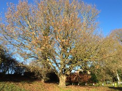 Oak Tree, Gibbs Hill