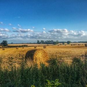 Harvest Time