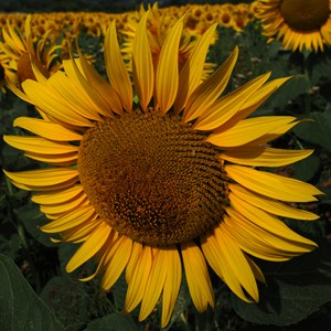 Here come the Sun(flower)
