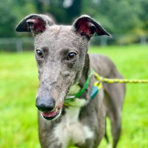 Greyhound Trust Shropshire & Borders Millie - currently at South West Wales.