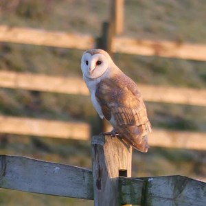 Barn Owl - Jackie L