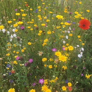 Hedgerley Parish Council Hedgerley Conservation