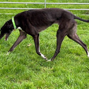 Greyhound Trust Shropshire & Borders Bentley