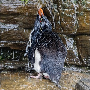 16. Penguin shower