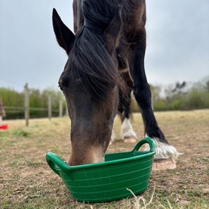 Louth & District Lions Lincolnshire Wolds RDA