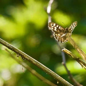 Speckled  Wood Butterfly