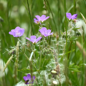Meadow Cranesbill